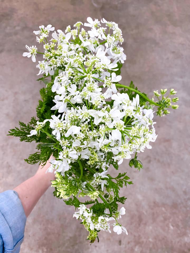 Advent 2020 | Taken&nbsp;root